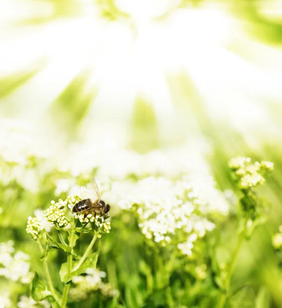 Bee on a flowers and the sun's rays — Stock Photo, Image