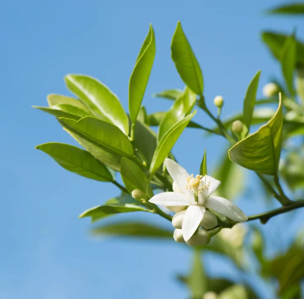 Orangenblüten — Stockfoto