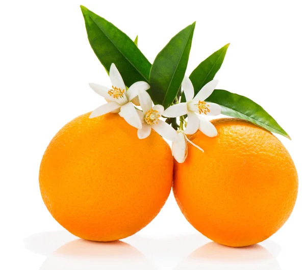 Oranje vruchten met bloesem — Stockfoto