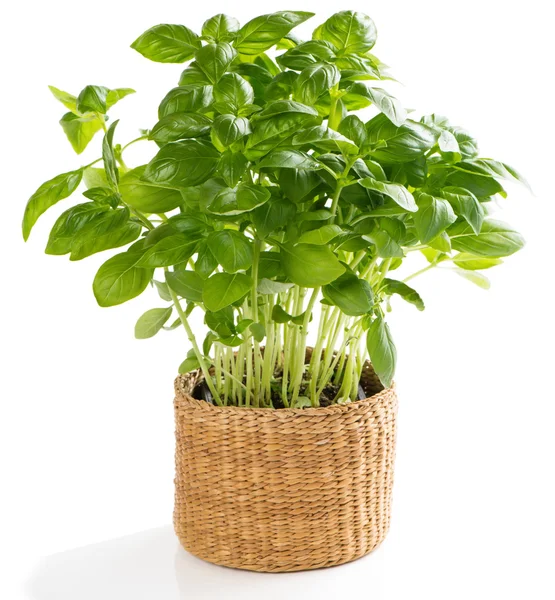 A növény friss bazsalikom — Stock Fotó