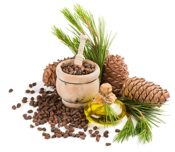 Oil, nuts and cones of cedar tree — Stock Photo, Image