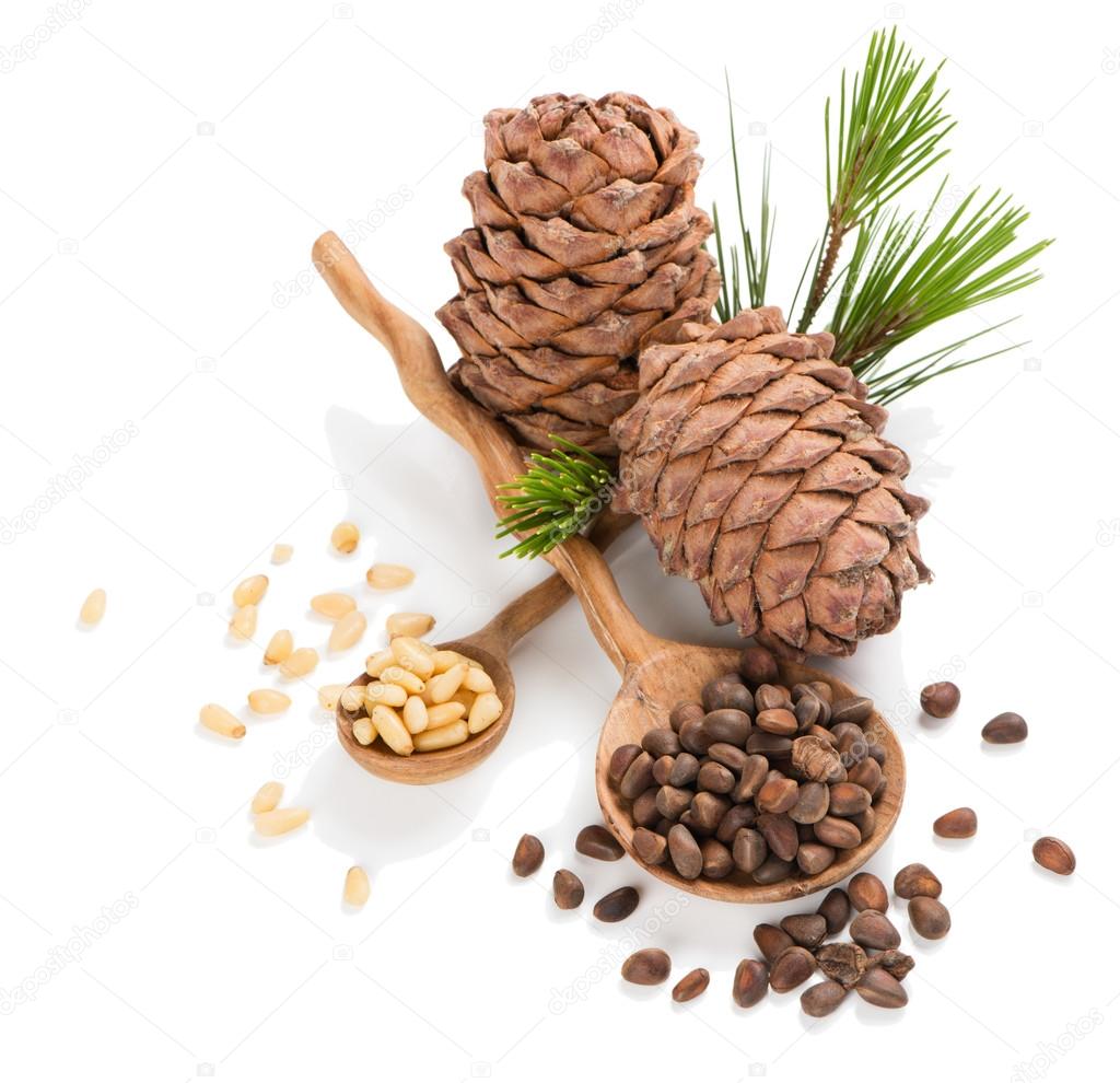 Siberian pine nuts and cones