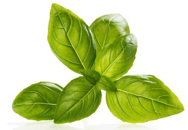 close up fesleğen yaprağı