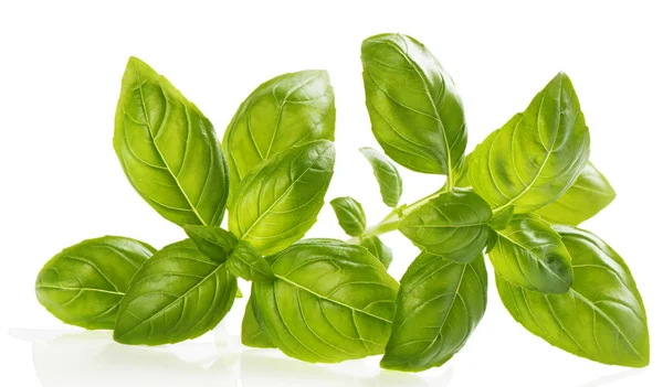 Fresh green basil — Stock Photo, Image