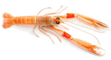 Nephrops norvegicus, üstten görünüm