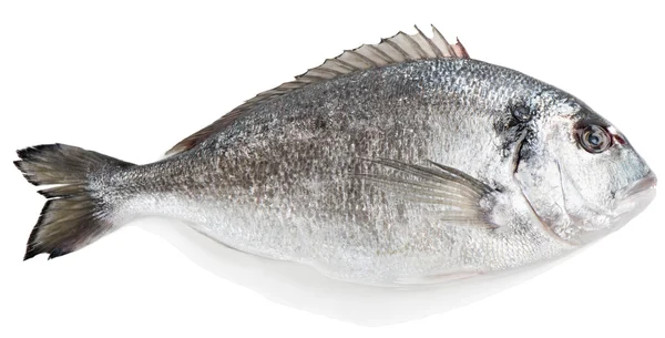 Gilt-head bream (Sparus aurata L.) — Stock Photo, Image