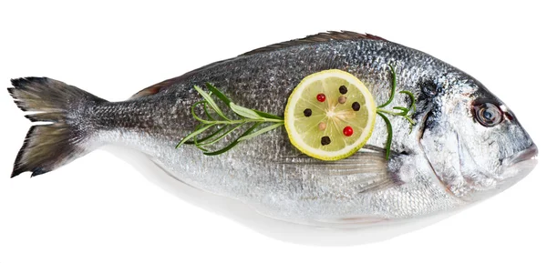 Fresh raw fish gilthead bream. — Stock Photo, Image