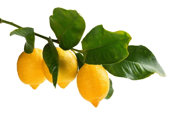 Rama de limones — Foto de Stock