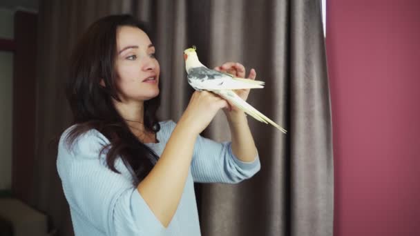 Papegaai Corella op tafel kijkt naar zichzelf in de spiegel. 4k — Stockvideo