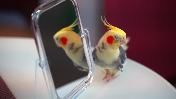 El loro Corella sobre la mesa se mira en el espejo. 4k — Vídeo de stock