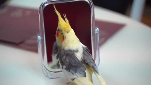 Papegojan Corella på bordet ser sig själv i spegeln. 4k — Stockvideo