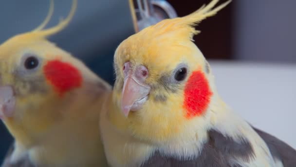 Retrato de cerca del loro Corella en la mesa se mira en el espejo. 4k — Vídeos de Stock