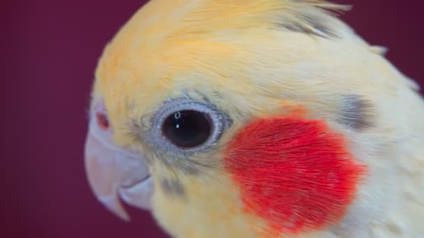 Ritratto ravvicinato di un pappagallo di Corella che guarda nella telecamera. 4k — Video Stock