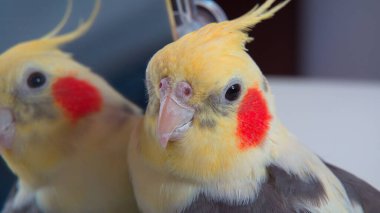 Papağan Corella aynanın yanında duruyor.
