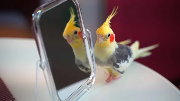 Papegaai Corella Close Staat Bij Spiegel — Stockfoto