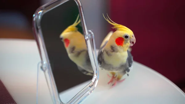 Papegaai Corella Close Staat Bij Spiegel — Stockfoto