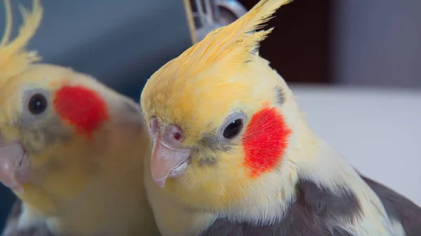 Papagei Corella Steht Der Nähe Des Spiegels — Stockfoto