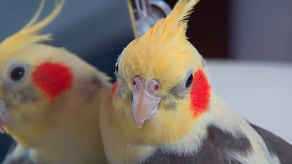 Papegaai Corella Close Staat Bij Spiegel — Stockfoto