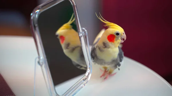 Papağan Corella Aynanın Yanında Duruyor Telifsiz Stok Fotoğraflar