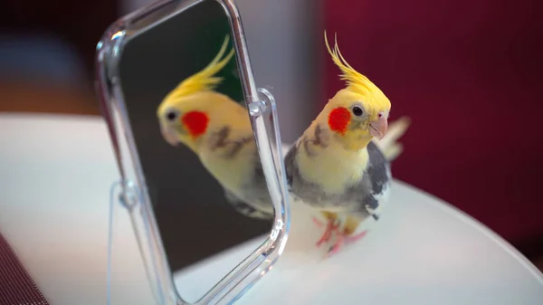 Papağan Corella Aynanın Yanında Duruyor Stok Fotoğraf