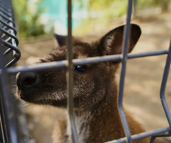 Sad kangaroo behind bars. Sad eyes of an animal in captivity, concept free animals