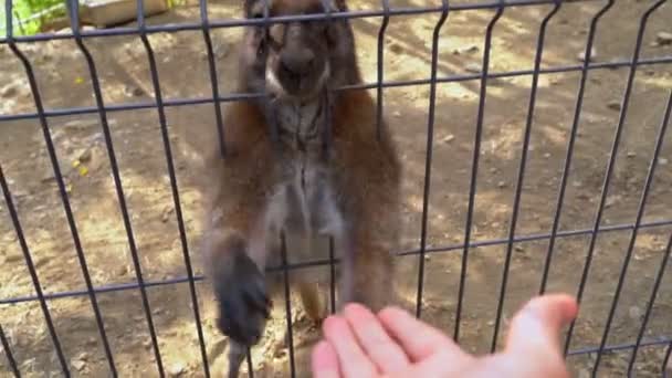 バーの後ろの動物園の小さなカンガルーは 人間の男性の手に足を引っ張る — ストック動画