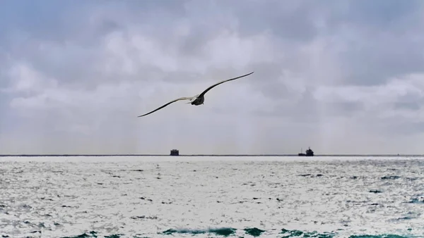 A seagull flies into the open sea. Sea landscape with drifting tankers and a flying seagull.