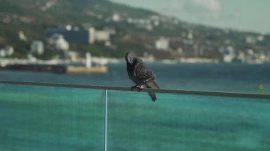 Yakın plan güvercin denizin arka planına karşı çitin üzerinde oturur ve uçar gider. 4k