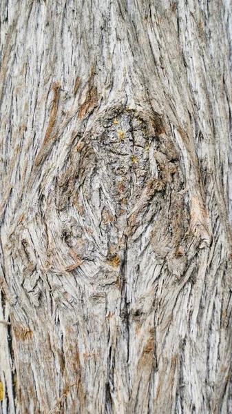 Текстура Тло Матеріалу Унікальний Коронний Візерунок Кипарисового Дерева — стокове фото