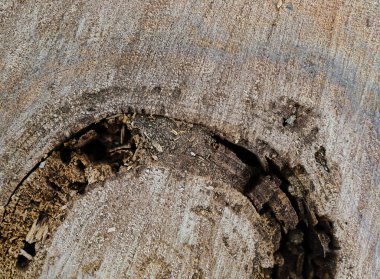 Kumaşın dokusu ve arkaplanı. Kütüğün üzerinde kesilen ahşap dokusunun eşsiz deseni.