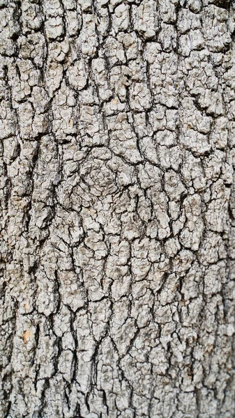 Texture Background Material Unique Texture Pattern Oak Tree Bark — Stock Photo, Image