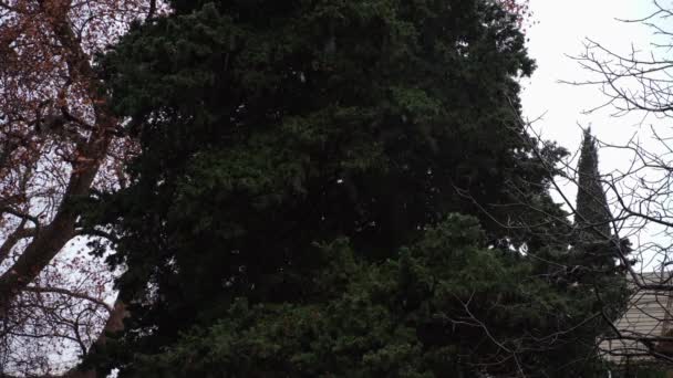 사이프러스를 배경으로 날리고 있습니다 공원에 나무들의 배경에 붙이는 — 비디오