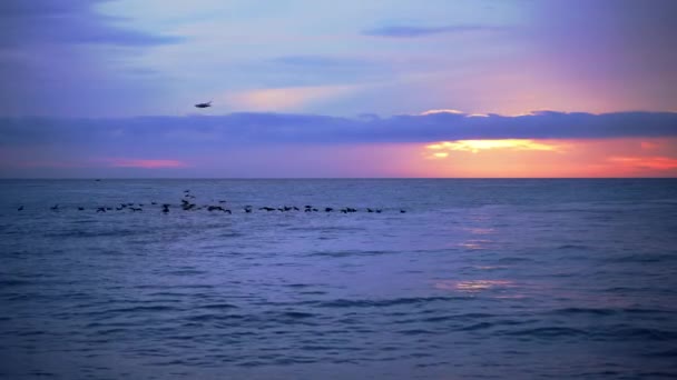 Una bandada de cormoranes vuela temprano al amanecer sobre el mar. Una bandada voladora de cormoranes vuela sobre el mar en una larga cadena sobre el fondo del sol naciente — Vídeos de Stock