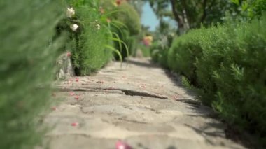 Arka plandaki kamera için yeşil bitkiler ve çiçekler arasındaki dar bir yolda uçan bir video.