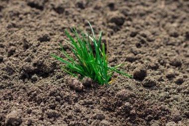 Taze yeşil çimenler