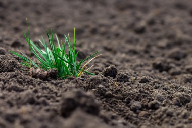 Taze yeşil çimenler
