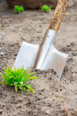 Bahçıvan dikim ağaç bahar