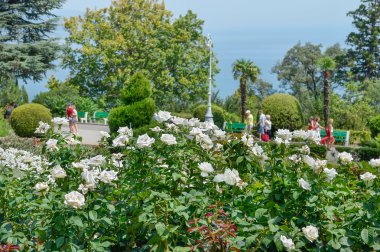 Güzel yaz resort manzara. Gül ile yürümek ve palmiyeler Yalta şehir, Kırım, Ukrayna deniz kenarında. 9 Ağustos 2012