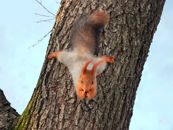 Animais de comida.Esquilo bonito, vermelho — Fotografia de Stock