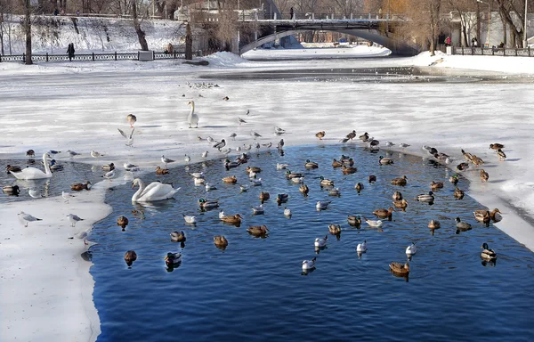 Pássaros Zimove no parque da cidade. Patos, gaivotas e cisnes nadam no lago, no buraco de gelo Fotografias De Stock Royalty-Free