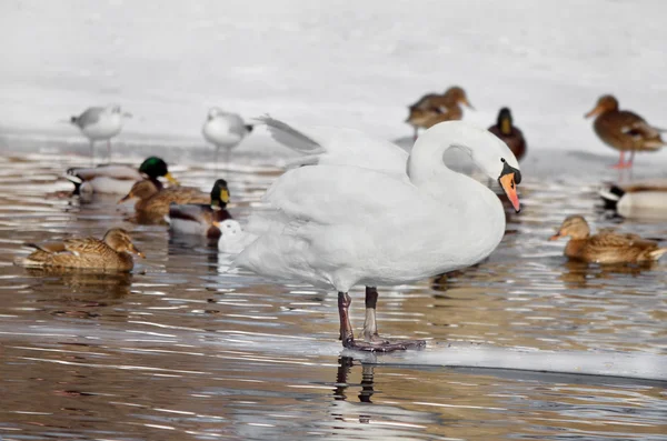 Zimove aves no parque da cidade — Fotografia de Stock