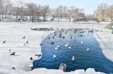 Kuş kış Şehir Parkı gölde yüzmek