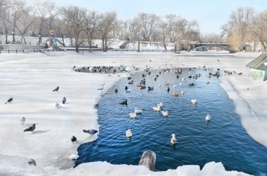 Birds swim in a pond in winter city park clipart