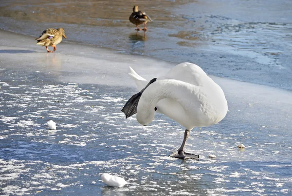 Pássaros Zimove. Cisne de pé sobre uma perna no gelo . — Fotografia de Stock