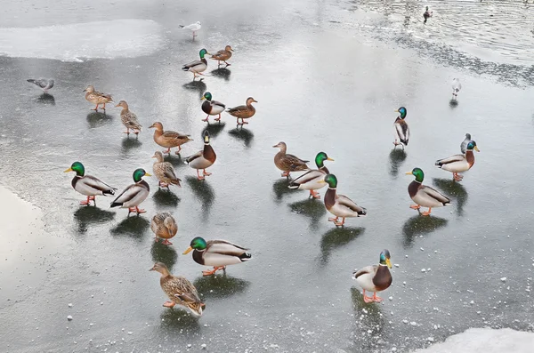 Patos selvagens caminhando no gelo — Fotografia de Stock