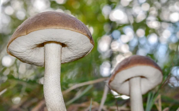 Grande fungo tra l'erba nella foresta. Vista dal basso . — Foto Stock