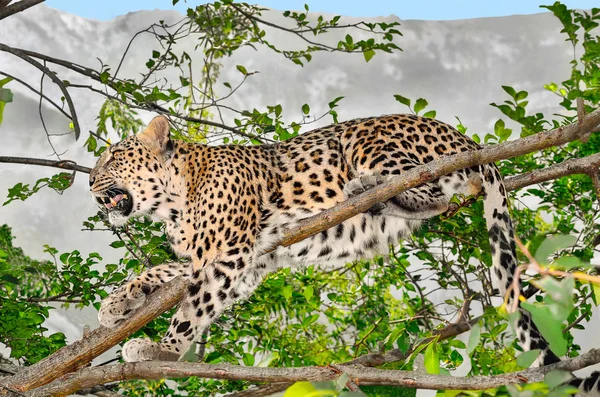 Leopard sitting on a tree branch — Stock Photo, Image