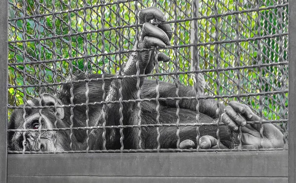 Grande chimpanzé, com olhos tristes e patas enormes, deitado, descansando na gaiola do zoológico de Yalta — Fotografia de Stock