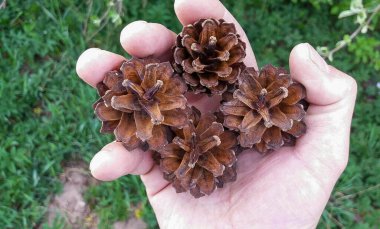 İğneli parlak yeşil çam dalları. Çam.