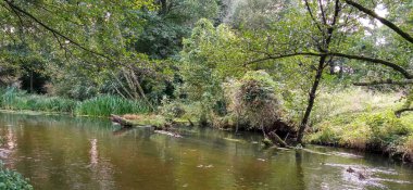 Ağaçlarla çevrili küçük orman gölü. Sıcak yaz günü, güzel hava..